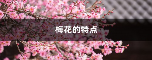 梅花的特点，梅花图片