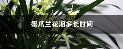 蟹爪兰花期多长时间，花期能施肥吗