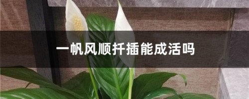 一帆风顺扦插能成活吗，一帆风顺通过什么方法繁殖