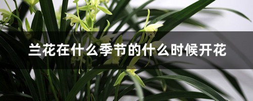 兰花在什么季节的什么时候开花