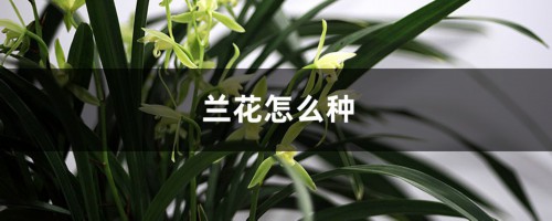 兰花怎么种，兰花的价格