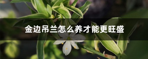 金边吊兰怎么养才能更旺盛