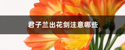 君子兰出花剑注意哪些