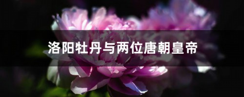 洛阳牡丹与两位唐朝皇帝