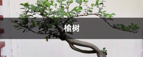 冬天把“榆树”养在院子里，只要阳光好，不用管也能活