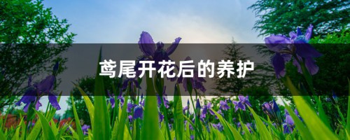 鸢尾开花后的养护，为什么不开花