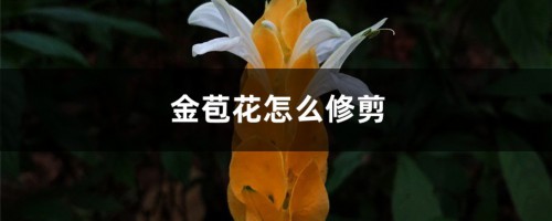 金苞花怎么修剪