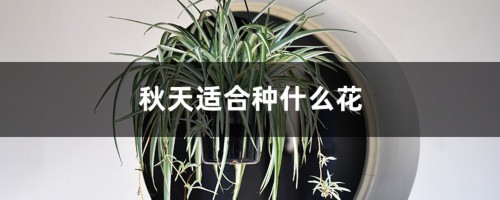 秋天适合种什么花