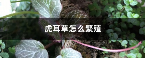 虎耳草怎么繁殖