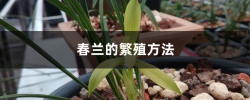 春兰的繁殖方法