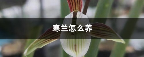 寒兰怎么养